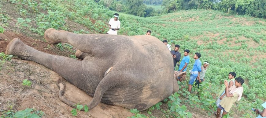 ।। ଗତ କାଲି ଵିଳମ୍ବିତ ରାତ୍ରି ରେ ରାୟଗଡ଼ା ଜିଲ୍ଲା ଅନ୍ତର୍ଗତ ଗୁଣୁପୁର ବନାଞ୍ଚଳ ର ଚି଼ମ୍ପାପୁର ର ଏକ କପା ବାଡ଼ ରୁ ଏକ ମାଈ ହାତୀ ର ମୃତ ଦେହ ଠାବ କରାଯାଇଛି ।।