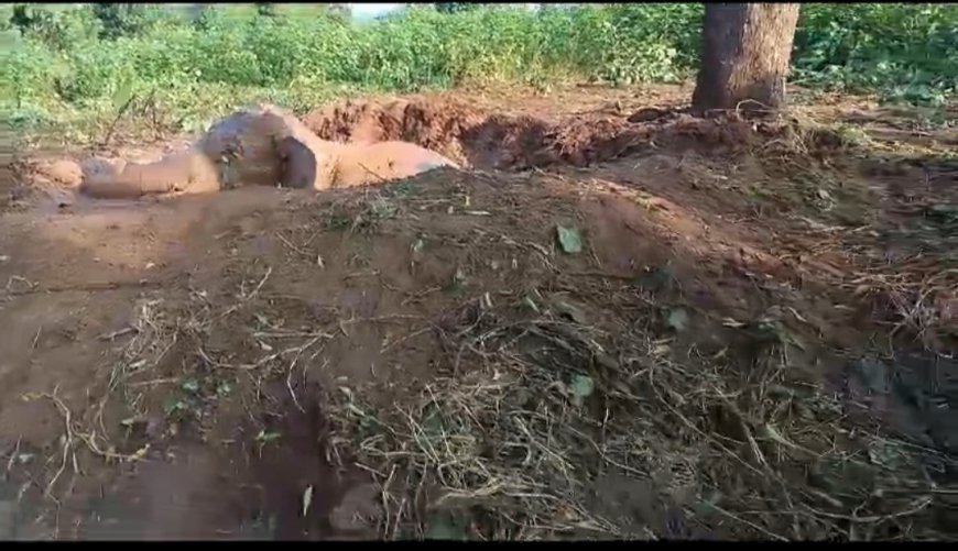 ।। ଖାଲ ରେ ପଡି ଜଙ୍ଗଲୀ ହାତୀ କଲବଲ. ହାତୀ କୁ ଖାଲରୁ ଉଦ୍ଧର କରିବାପାଇଁ ବନ ବିଭାଗ ତପ୍ତର ।।