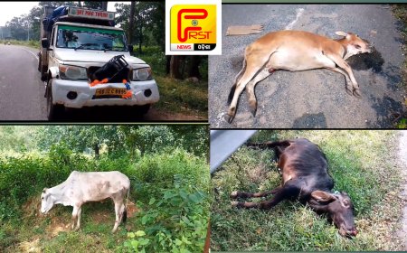 ।। ବର୍ତ୍ତମାନ ବଡ଼ ପିକଅପ୍ ଧକ୍କାରେ ଦୁଇ ଗୋରୁ ମୃତ୍ୟୁ ୧ ଗୋରୁ ଗୁରୁତର ।।