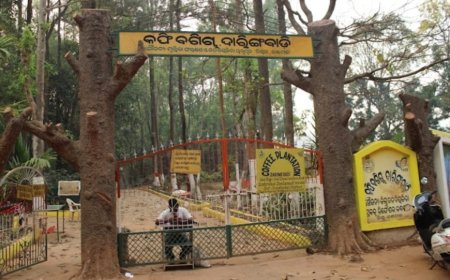 ।। ଦାରିଙ୍ଗବାଡି କଫି ବଗିଚା ଉନ୍ନତି କରଣ ନା ରେ ଲକ୍ଷାଧିକ ଟଙ୍କା ହରିଲୁଟ ଅଭିଯୋଗ : ତଦନ୍ତ ଦାବୀ ।।