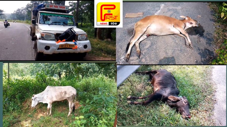 ।। ବର୍ତ୍ତମାନ ବଡ଼ ପିକଅପ୍ ଧକ୍କାରେ ଦୁଇ ଗୋରୁ ମୃତ୍ୟୁ ୧ ଗୋରୁ ଗୁରୁତର ।।