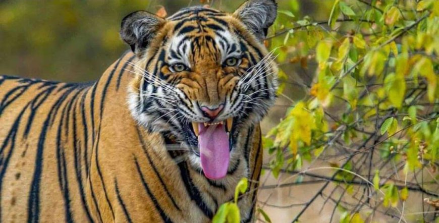 ଶିମିଳିପାଳ ଅଭୟାରଣ୍ୟକୁ ଆସିଲା ମହାବଳ