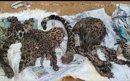 वह शिकारी जो बाघ को मारकर उसका मांस खाता है