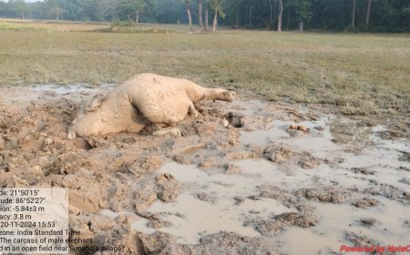 ପତିଆରା ପାଇଁ ଲଢେଇର ପରିଣତି , ଦନ୍ତାହାତୀ ର ମୃତ୍ୟୁ