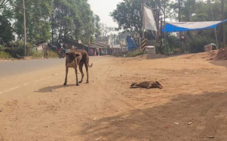 Mother dog watches over dead puppy for 26 hours Patna