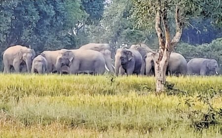 ଗ୍ରାମକୁ ଘେରି ରହିଛନ୍ତି ହାତୀପଲ , ବନବିଭାଗର ବିଫଳତାରୁ ଲୋକେ ହଟହଟା