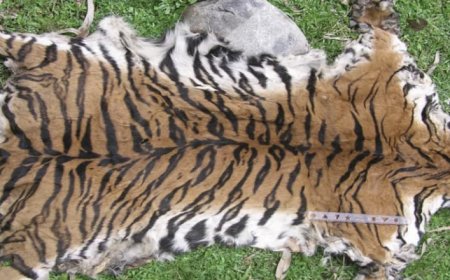 ବାଘଛାଲ ସହ ଦେଶୀ ବନ୍ଧୁକ ଜବତ; ଦୁଇ ଅଭିଯୁକ୍ତ ଅଟକ, ମୁହଁ ଖୋଲୁନି ବନ ବିଭାଗ