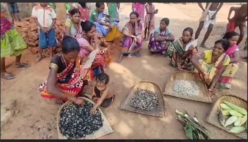 ଆମ୍ବ ଟାକୁଆ ଜାଉ ର ପୁନରାବୃତ୍ତି : ଚାରି ମାସ ହେବ ମିଳିନି ଚାଉଳ: ଖୁର୍ସା, କରଡ଼ି ଓ ମକାରେ ବିତୁଛି ଆଦିବାସୀଙ୍କ ଜୀବନ