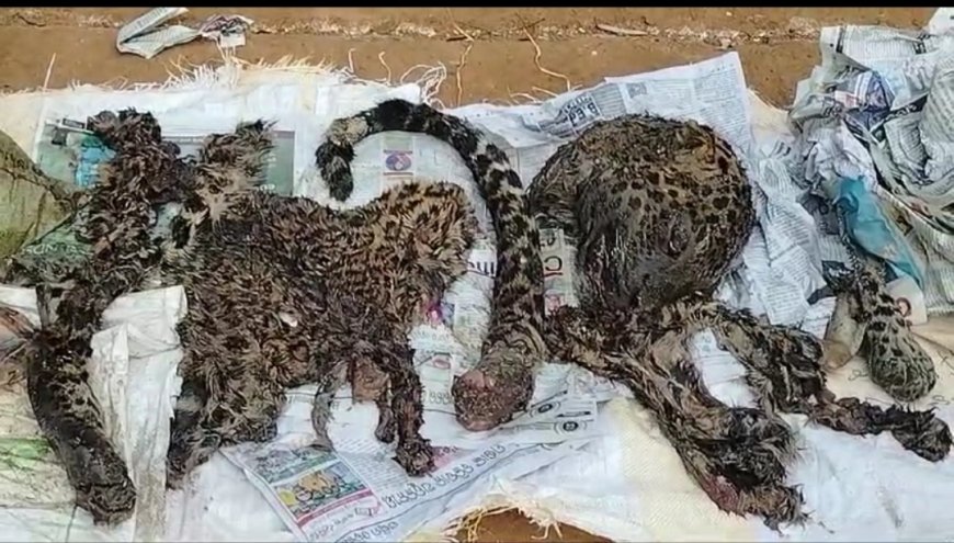 , the hunter who kills the tiger and eats the meat