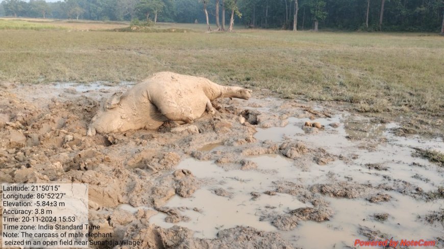 ପତିଆରା ପାଇଁ ଲଢେଇର ପରିଣତି , ଦନ୍ତାହାତୀ ର ମୃତ୍ୟୁ