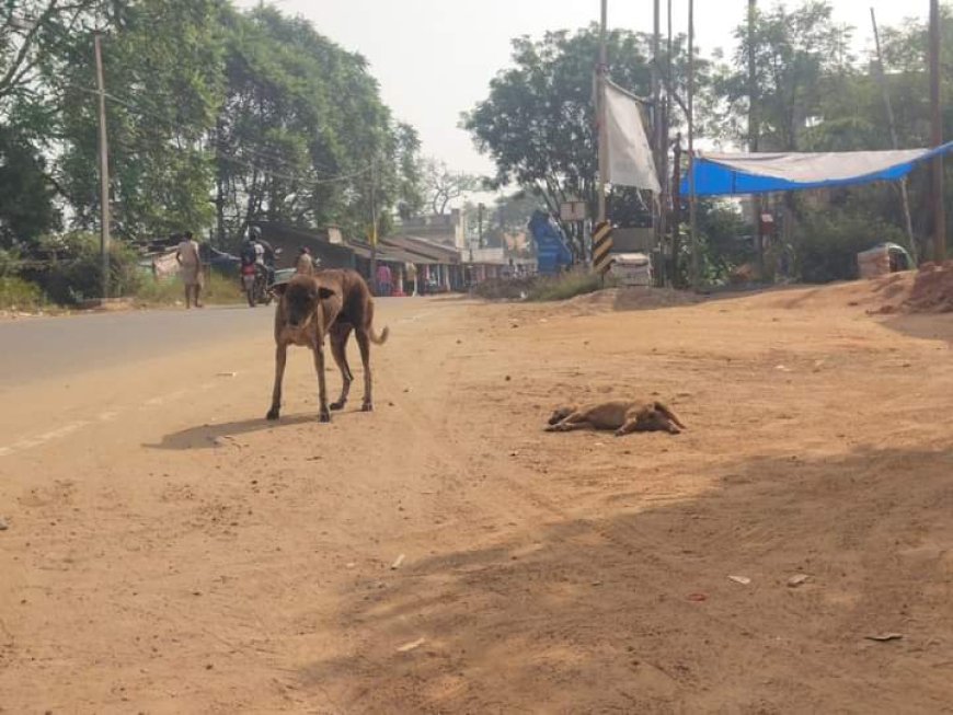 Mother dog watches over dead puppy for 26 hours Patna