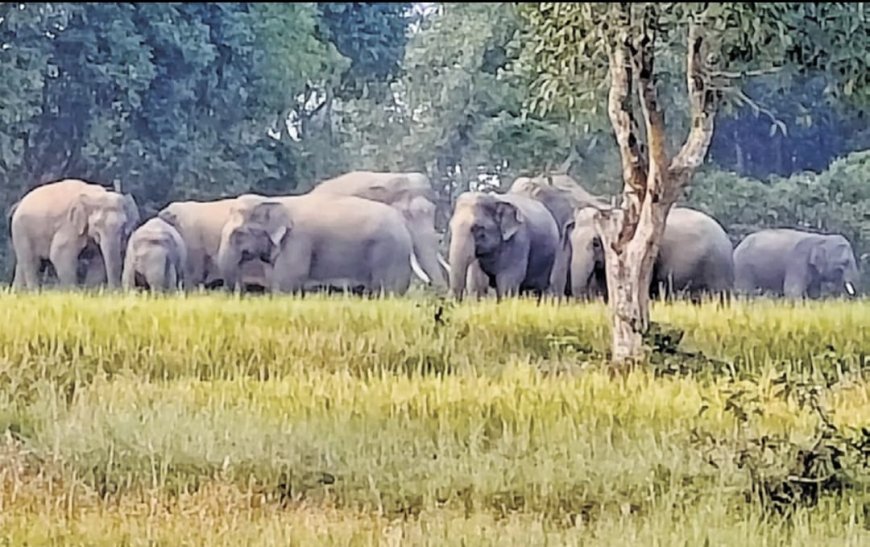 ଗ୍ରାମକୁ ଘେରି ରହିଛନ୍ତି ହାତୀପଲ , ବନବିଭାଗର ବିଫଳତାରୁ ଲୋକେ ହଟହଟା