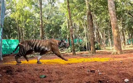 ଶିମିଳିପାଳରୁ ଯାଇ ଝାଡ଼ଖଣ୍ଡରେ ବୁଲୁଛି ବାଘୁଣୀ ‘ଜିନ୍ନତ’