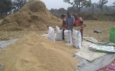 ଲଘୁଚାପ ବର୍ଷାରେ କ୍ଷେତ ଓ ଖଳାରେ ଭିଜୁଛି ପାଚିଲା ଧାନ: ଚିନ୍ତାରେ ଚାଷୀ କୂଳ