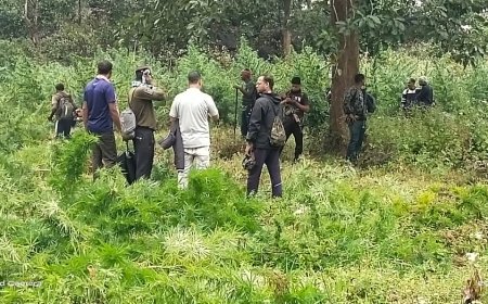 କୁଟିକିଆ ଅଞ୍ଚଳରୁ ୧୨୦ ଏକର ଗଞ୍ଜେଇ ଗଛ ନଷ୍ଟ