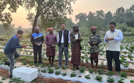 ଶିମିଳିପାଳ ପାଦଦେଶରେ ଷ୍ଟ୍ରବେରୀ ଚାଷ; ସ୍ୱାବଲମ୍ବୀ ହେଉଛନ୍ତି ସ୍ଥାନୀୟ ଆଦିବାସୀ:ଜିଲ୍ଲାପାଳଙ୍କ ପ୍ରତ୍ୟକ୍ଷ ପ୍ରଚେଷ୍ଟା ହସ ଫୁଟାଉଛି ପାରମ୍ପରିକ ଚାଷୀଙ୍କ ମୁହଁରେ