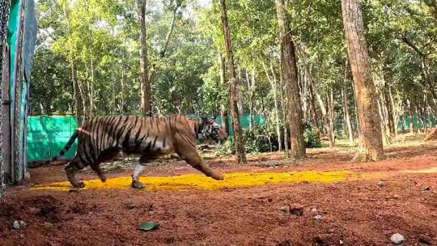 ଶିମିଳିପାଳରୁ ଯାଇ ଝାଡ଼ଖଣ୍ଡରେ ବୁଲୁଛି ବାଘୁଣୀ ‘ଜିନ୍ନତ’