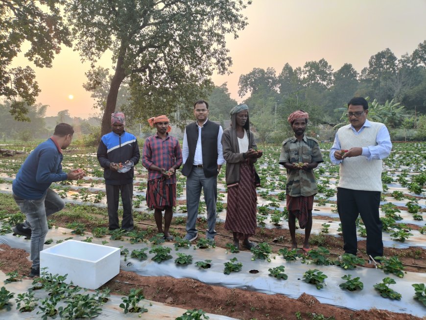 ଶିମିଳିପାଳ ପାଦଦେଶରେ ଷ୍ଟ୍ରବେରୀ ଚାଷ; ସ୍ୱାବଲମ୍ବୀ ହେଉଛନ୍ତି ସ୍ଥାନୀୟ ଆଦିବାସୀ:ଜିଲ୍ଲାପାଳଙ୍କ ପ୍ରତ୍ୟକ୍ଷ ପ୍ରଚେଷ୍ଟା ହସ ଫୁଟାଉଛି ପାରମ୍ପରିକ ଚାଷୀଙ୍କ ମୁହଁରେ