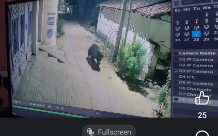 ବାନେର ଗ୍ରାମ ଠାରେ ରାତି ଅଧରେ ଜଂଗଲୀ ଭାଲୁ ବୁଲୁଥିବା  ସୂଚନା