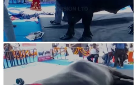 ମଇଁଷି ର ମୂଲ୍ୟ ୩୫କୋଟି