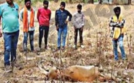 ୨ ଗୋରୁ ୧ ଛେଳିକୁ ମାରି ଖାଇଲା  ବାଘ