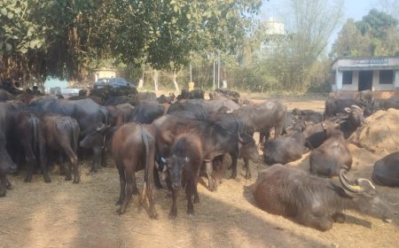 ୧୮୫ ମଇଁଷି ଜବତ - ୬ଜଣ ଅଟକ