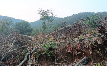 ବେଧଡ଼କ ଚାଲିଛି  ଜଙ୍ଗଲ କଟା:କୁମ୍ଭକର୍ଣ୍ଣ ନିଦ୍ରାରେ ବନବିଭାଗ