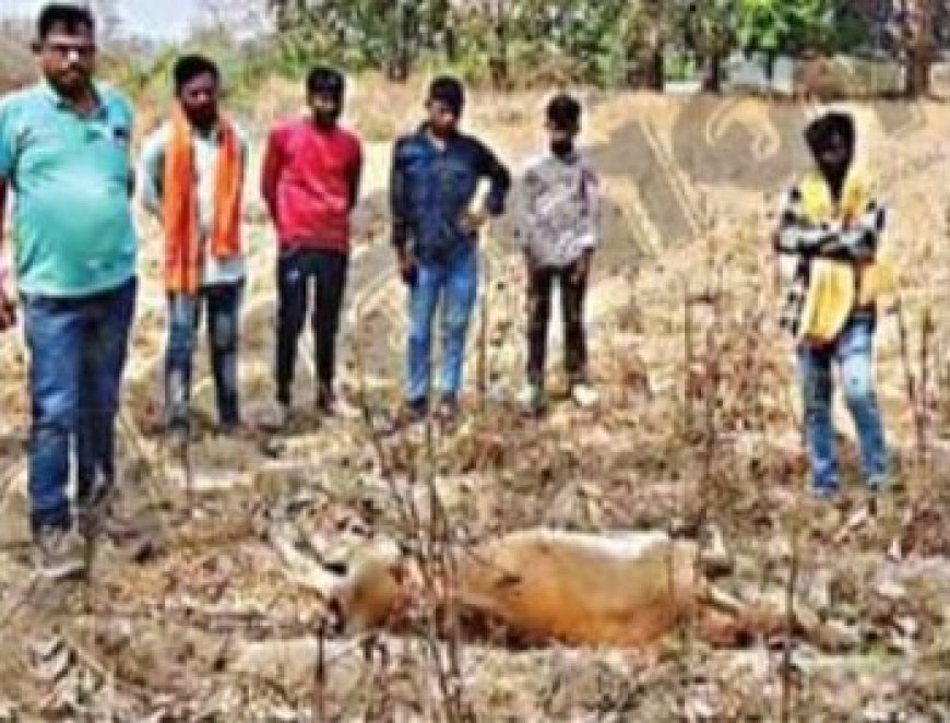 ୨ ଗୋରୁ ୧ ଛେଳିକୁ ମାରି ଖାଇଲା ବାଘ