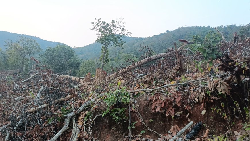 ବେଧଡ଼କ ଚାଲିଛି ଜଙ୍ଗଲ କଟା:କୁମ୍ଭକର୍ଣ୍ଣ ନିଦ୍ରାରେ ବନବିଭାଗ