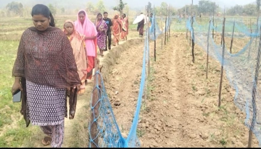ଜନ କଲ୍ୟାଣ ପ୍ରୋଜେକ୍ଟ ତରଫରୁ ବିଭିନ୍ନ ପନିପରିବା ଚାଷ କ୍ଷେତ୍ର ପରିଦର୍ଶନ