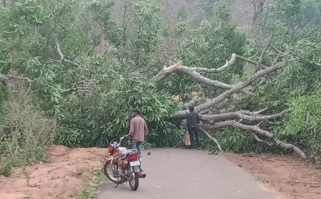 ଝଡ଼ବର୍ଷା ଯୋଗୁଁ ରାସ୍ତାରେ ବିରାଟ ଗଛ ପଡ଼ି ଯାତାୟାତ ବାଧାପ୍ରାପ୍ତ