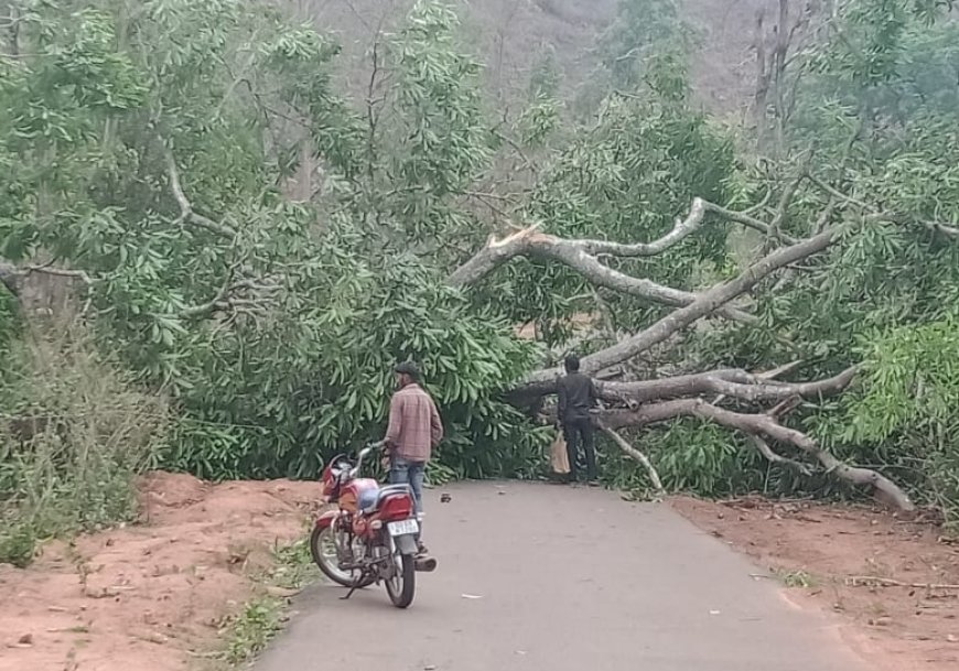 ଝଡ଼ବର୍ଷା ଯୋଗୁଁ ରାସ୍ତାରେ ବିରାଟ ଗଛ ପଡ଼ି ଯାତାୟାତ ବାଧାପ୍ରାପ୍ତ