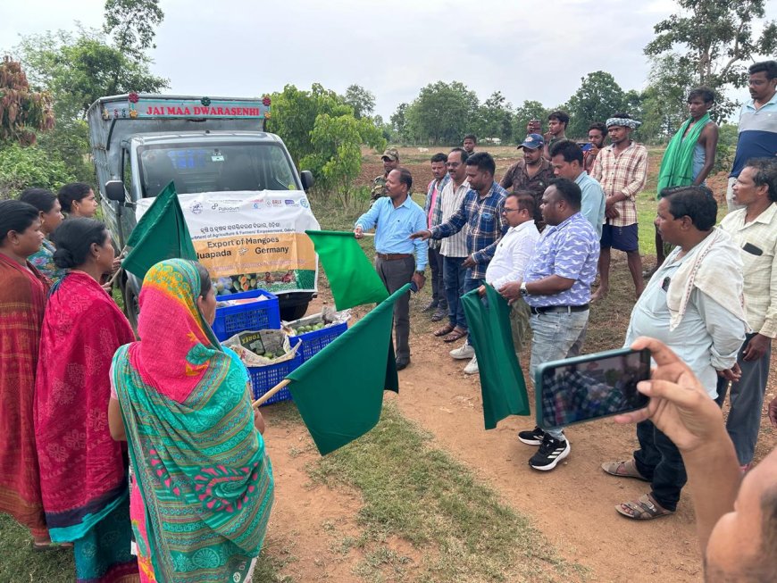 ନୂଆପଡ଼ା ଜିଲ୍ଲା ସୁସ୍ୱାଦୁ ଆମ୍ବ ସୁଦୂର ଜର୍ମାନୀ ରପ୍ତାନୀ ହେବ