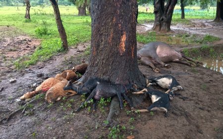 ଅଚାନକ ବଜ୍ରାଘାତ ନେଲା ଏଗାରଟି ଗୃହ ପାଳିତ ପ୍ରାଣୀ ର ଜୀବନ: ଅଳ୍ପକେ ବର୍ତ୍ତିଲେ ଛେଳି ଚରାଳି