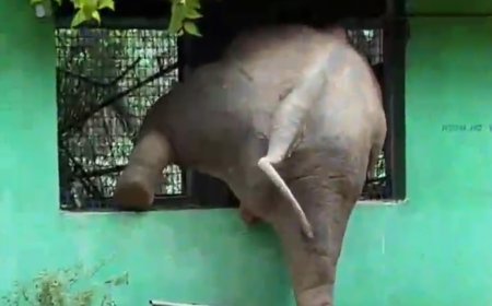 ।। ମନ୍ଦିର ପରିସରରେ ପଶିଲା ଉନ୍ମତ ଦନ୍ତା ।।