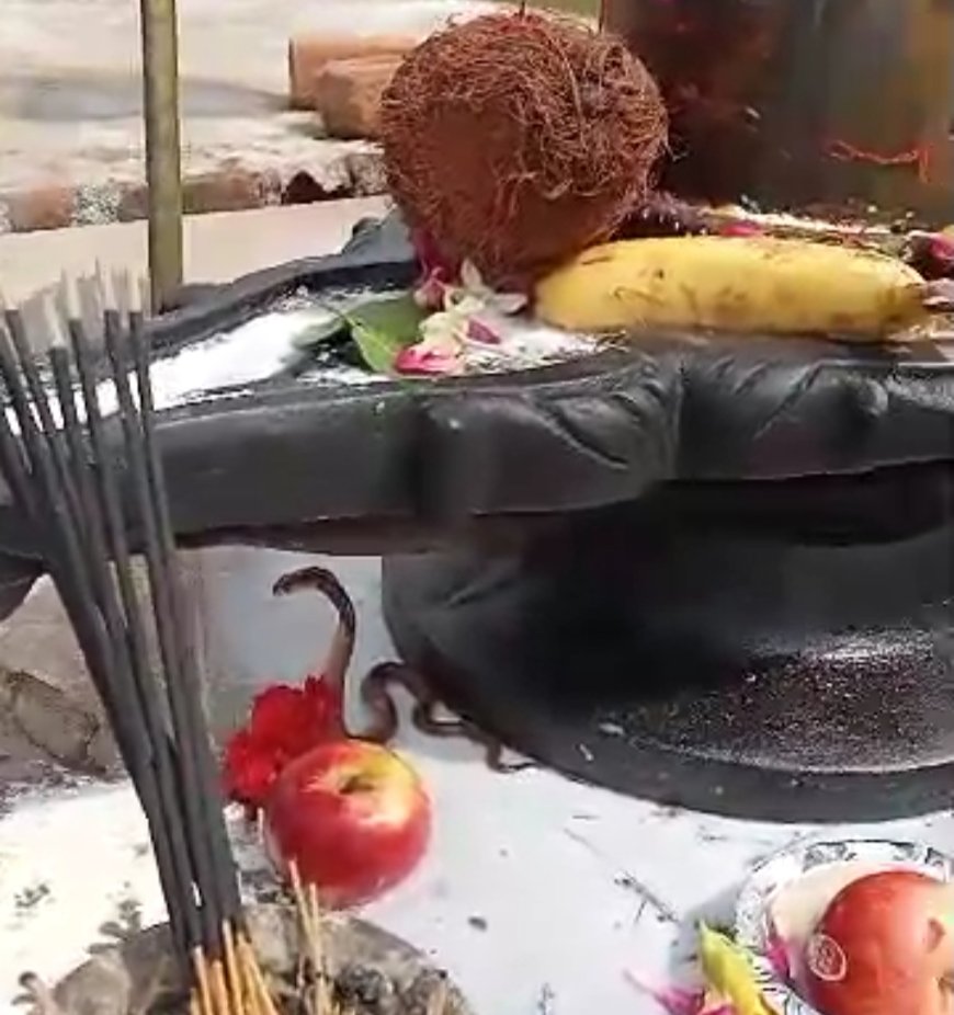 ଶିବ ଲିଙ୍ଗ ନିକଟରେ ନାଗ ସାପର ଆବିର୍ଭାବ