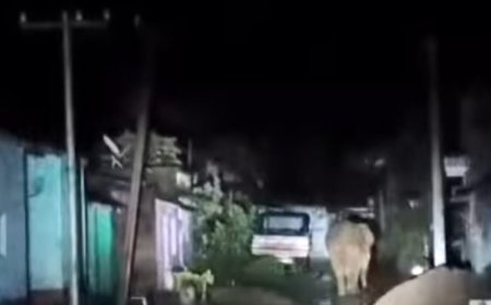 ସହରରେ ବୁଲିଲା ଦନ୍ତା ହାତୀ: ଭୟଭୀତ ଲୋକେ : ଜଙ୍ଗଲ କର୍ତ୍ତୃପକ୍ଷଙ୍କ ଦୃଷ୍ଟି ପଡୁ