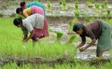 କନ୍ଧମାଳରେ ୩,୭୯୭ ଚାଷୀ ପଞ୍ଜୀକରଣ: ରାଜ୍ୟରେ ସର୍ବନିମ୍ନ, ଗତବର୍ଷ ତୁଳନାରେ ବୃଦ୍ଧି