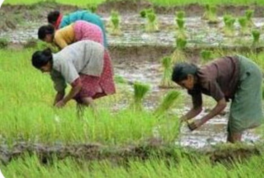 କନ୍ଧମାଳରେ ୩,୭୯୭ ଚାଷୀ ପଞ୍ଜୀକରଣ: ରାଜ୍ୟରେ ସର୍ବନିମ୍ନ, ଗତବର୍ଷ ତୁଳନାରେ ବୃଦ୍ଧି