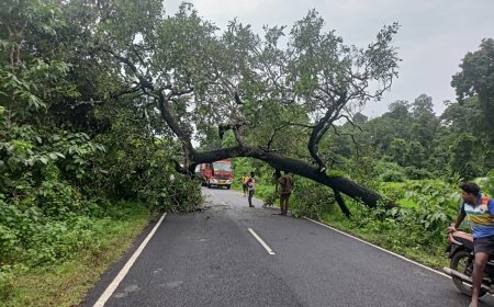 ।। ସୁକୁମା ଜଡିତ ମୁଖ୍ୟ ରାସ୍ତା ଉପରେ ପଡ଼ିଲା  ବିରାଟ ଗଛ ।।