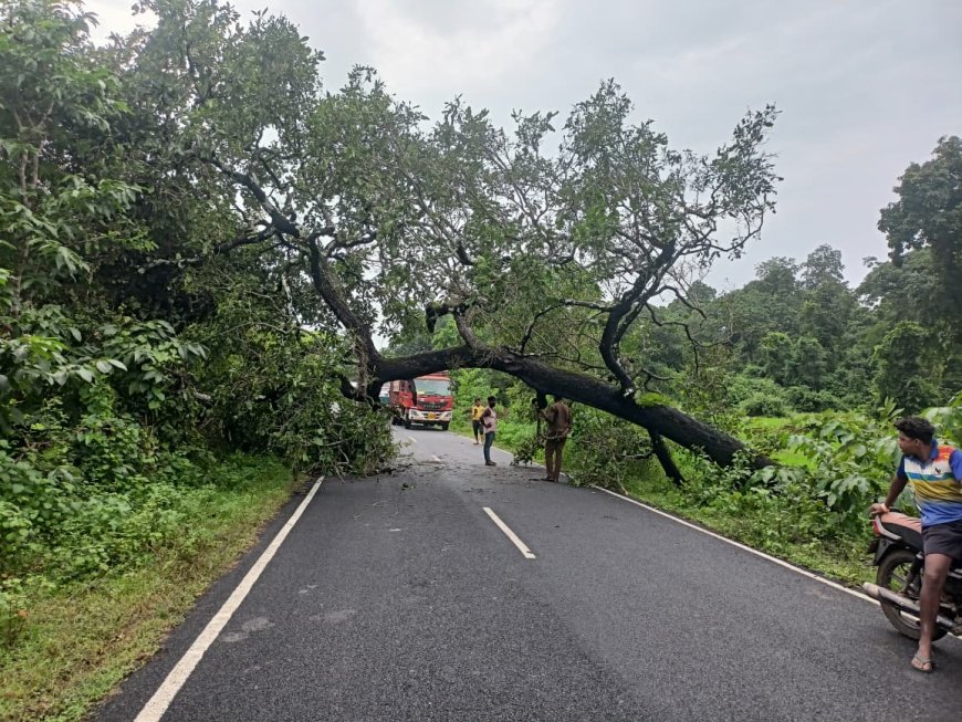 ।। ସୁକୁମା ଜଡିତ ମୁଖ୍ୟ ରାସ୍ତା ଉପରେ ପଡ଼ିଲା  ବିରାଟ ଗଛ ।।