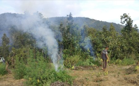 କୁଡୁତୁଲି ପଞ୍ଚାୟତ ରେ ପୋଡ଼ାଗଲା ୪୭ ଏକର ଗଞ୍ଜେଇ ଗଛ