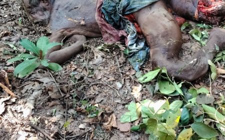 ପିତାମାଲ ଜଙ୍ଗଲରେ ହାତୀ ବୃଦ୍ଧାକୁ ଦଲିଦେଲା