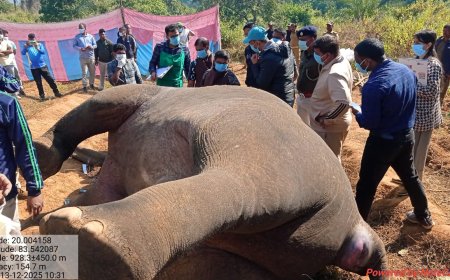 ଝିରିପାଣି ଜଙ୍ଗଲରେ ଦନ୍ତା ହାତୀର ମୃତ୍ୟୁ ଶବ ବ୍ୟବଛେଦ ପାଇଁ ପହଞ୍ଚିଲା ବନବିଭାଗ ଟିମ