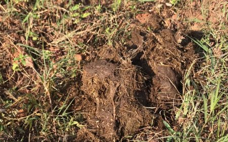 ଲାସେରୀ ସଂରକ୍ଷିତ ଜଙ୍ଗଲରେ ହାତୀ ପଲ l ଗ୍ରାମବାସୀ ଆତଙ୍କିତ:ଦଳିଚକଟି ଖାଇଲେ ଫସଲ