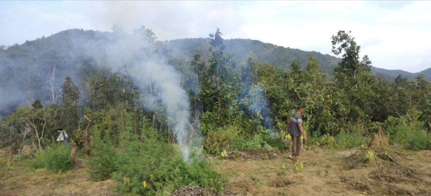 କୁଡୁତୁଲି ପଞ୍ଚାୟତ ରେ ପୋଡ଼ାଗଲା ୪୭ ଏକର ଗଞ୍ଜେଇ ଗଛ