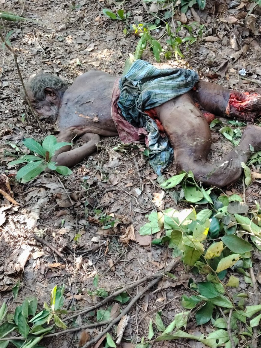 ପିତାମାଲ ଜଙ୍ଗଲରେ ହାତୀ ବୃଦ୍ଧାକୁ ଦଲିଦେଲା