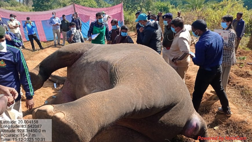 ଝିରିପାଣି ଜଙ୍ଗଲରେ ଦନ୍ତା ହାତୀର ମୃତ୍ୟୁ ଶବ ବ୍ୟବଛେଦ ପାଇଁ ପହଞ୍ଚିଲା ବନବିଭାଗ ଟିମ