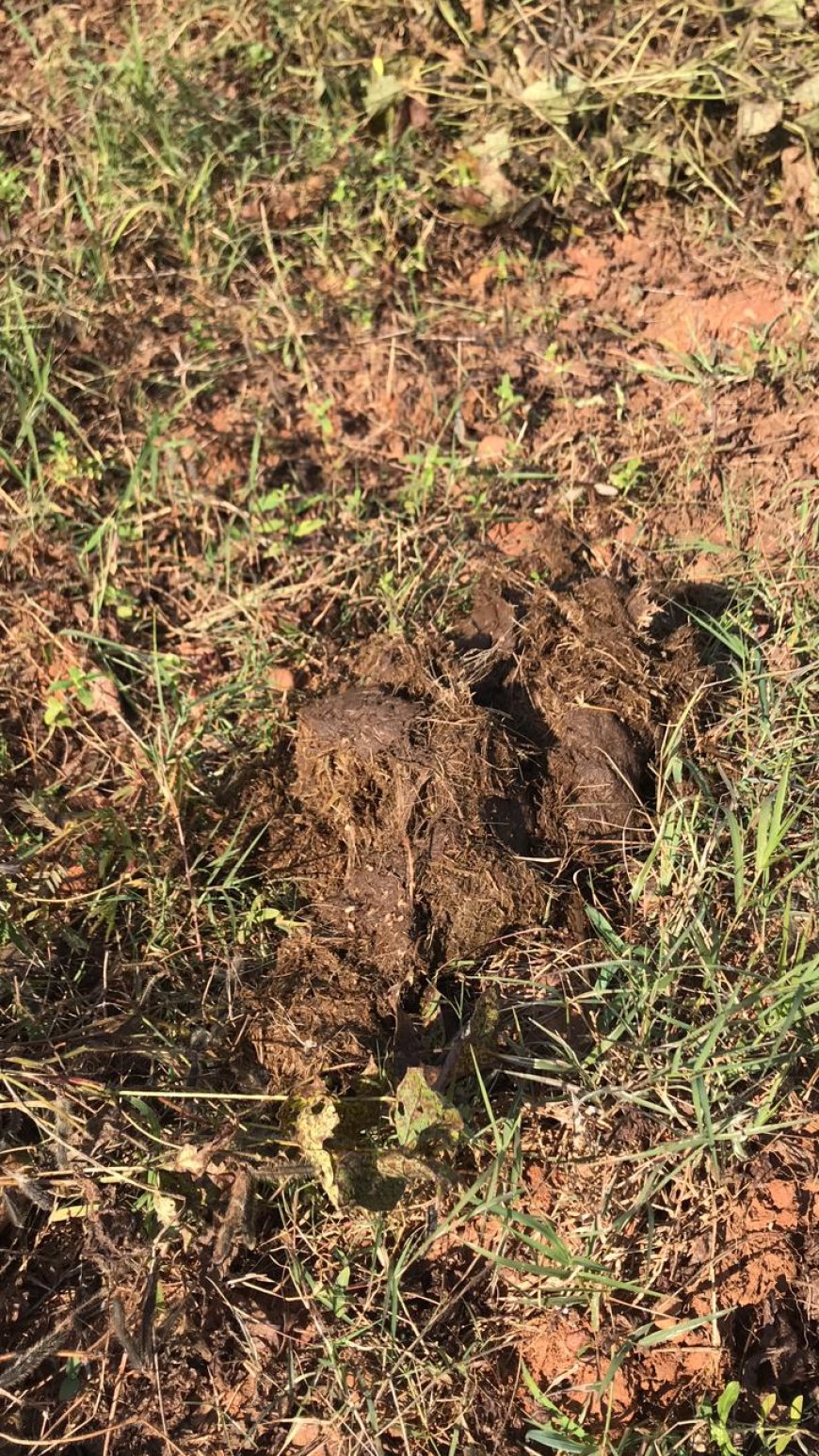 ଲାସେରୀ ସଂରକ୍ଷିତ ଜଙ୍ଗଲରେ ହାତୀ ପଲ l ଗ୍ରାମବାସୀ ଆତଙ୍କିତ:ଦଳିଚକଟି ଖାଇଲେ ଫସଲ