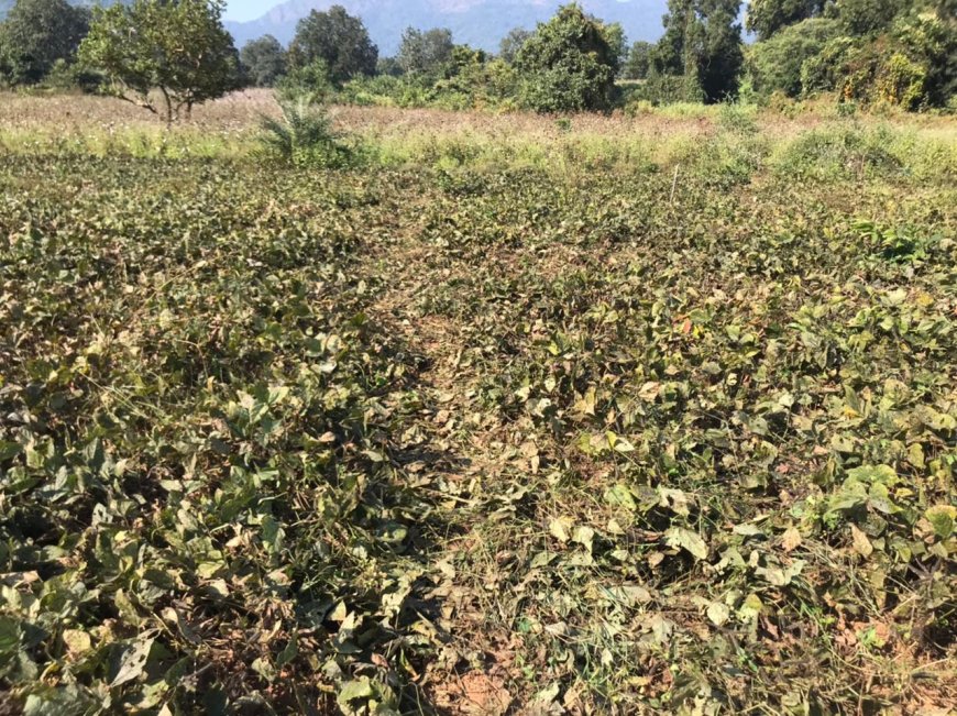 ନାଳକୂଳ ସର୍ଭିସ୍ ରୋଡ୍ ଉନ୍ନତିରେ ଖୁସି ଗ୍ରାମବାସୀ, ବଦଳିବ ଯାତାୟାତ ଓ ଜୀବନମାନ.